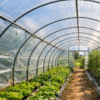 GREENHOUSE FILM