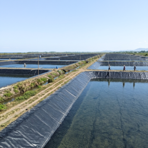 Geomembrane Film
